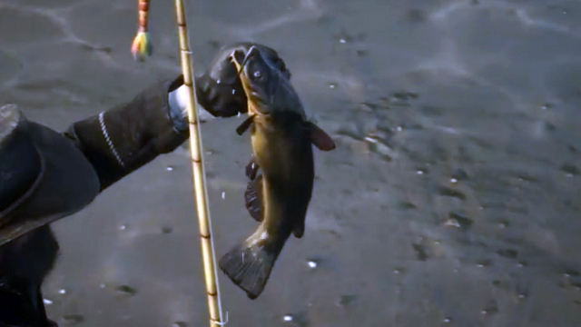 Red Dead Redemption 2 Legendary Bullhead Catfish