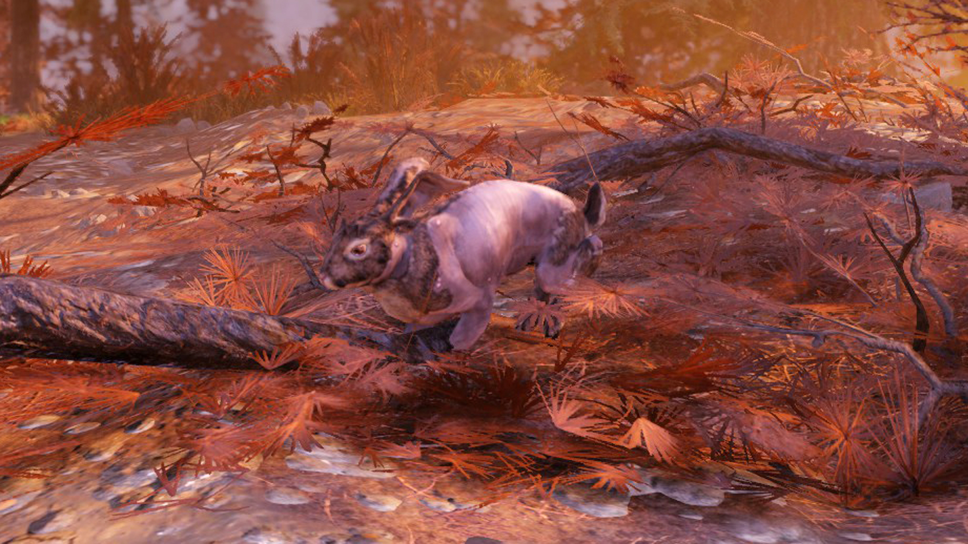 Fallout 76 Rabbit Location How to complete the Hoppy Hunter daily