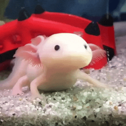 animal crossing: new horizons axolotl