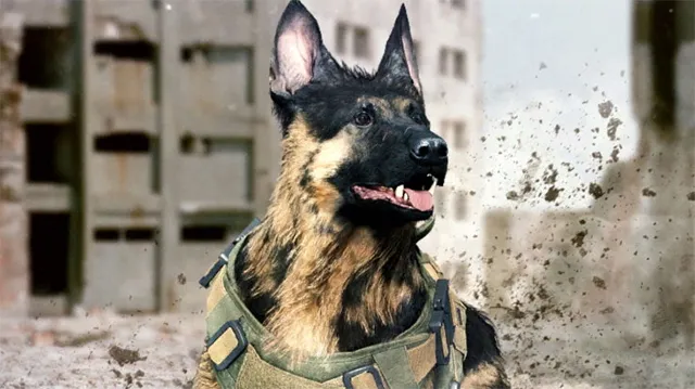 How to get the dog in Call of Duty: Modern Warfare