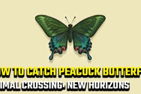 how to catch Peacock Butterfly in Animal Crossing: New Horizons