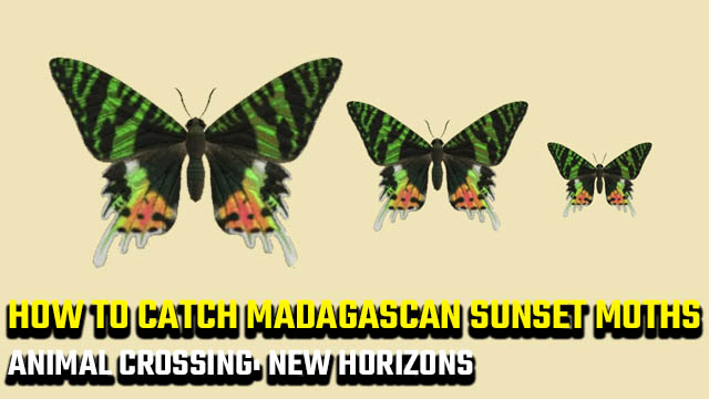 how to catch a Madagascan Sunset Moth in Animal Crossing: New Horizons