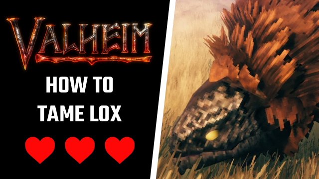 Valheim how to tame lox