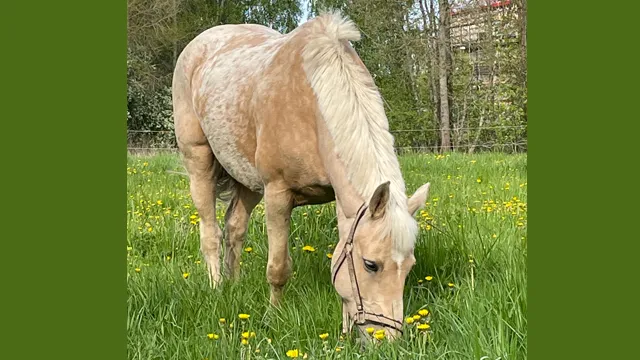 Valheim horse