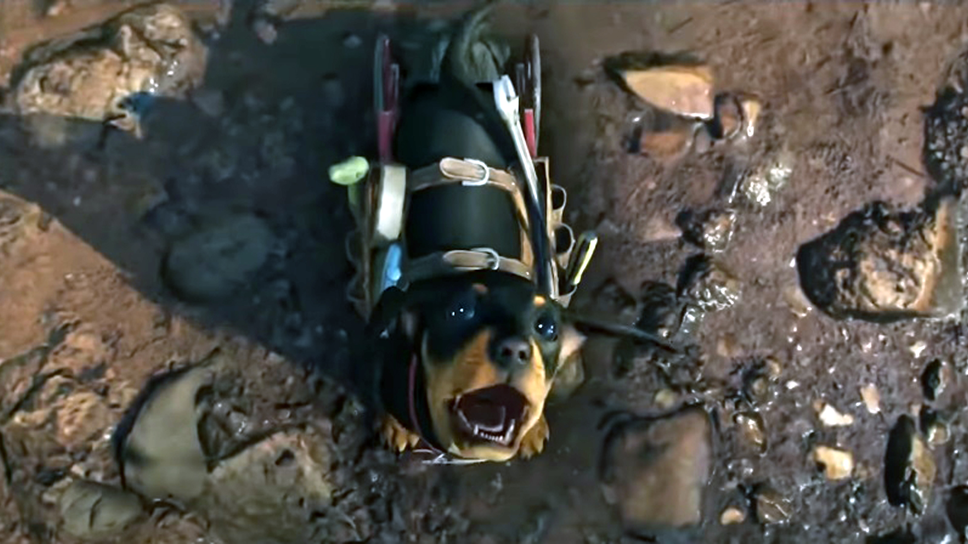 Far Cry 6 gameplay leak dog
