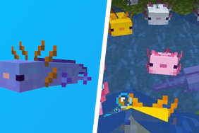Minecraft breed blue axolotl