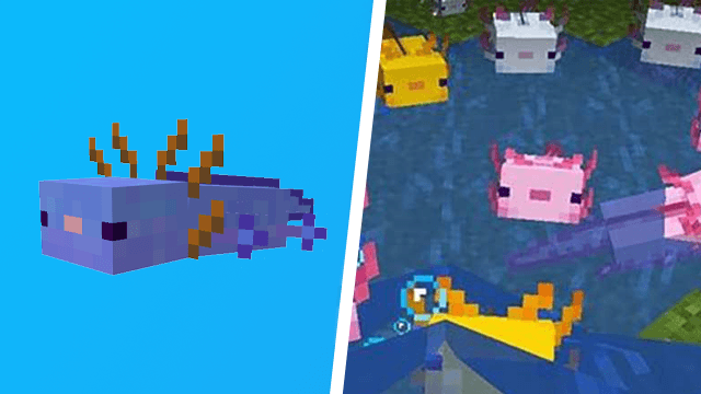 Minecraft breed blue axolotl