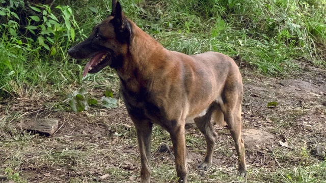 Does The Walking Dead Dog Die