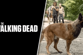 The Walking Dead Season 11 Does the Dog Die
