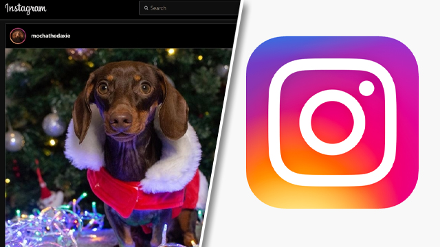Instagram Playback 2021 Not Showing Fix