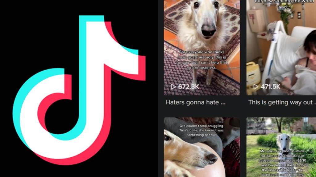 TikTok Borzoi Dog Song