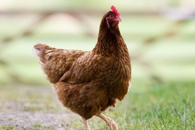 tiktok chicken joke because What is the Why Are Chickens so Funny Meme?