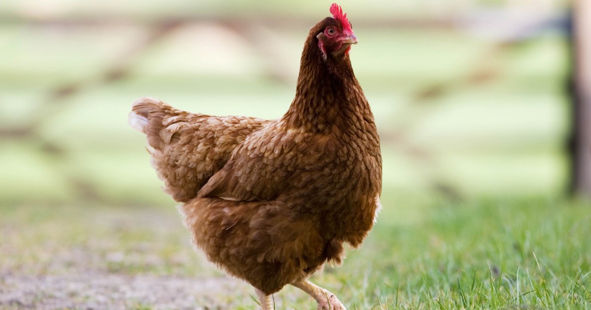 TikTok Chicken Joke Because What is the Why Are Chickens so Funny Meme