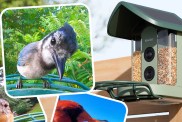 Kiwibit Bird Feeder 2 4K AI Camera Review