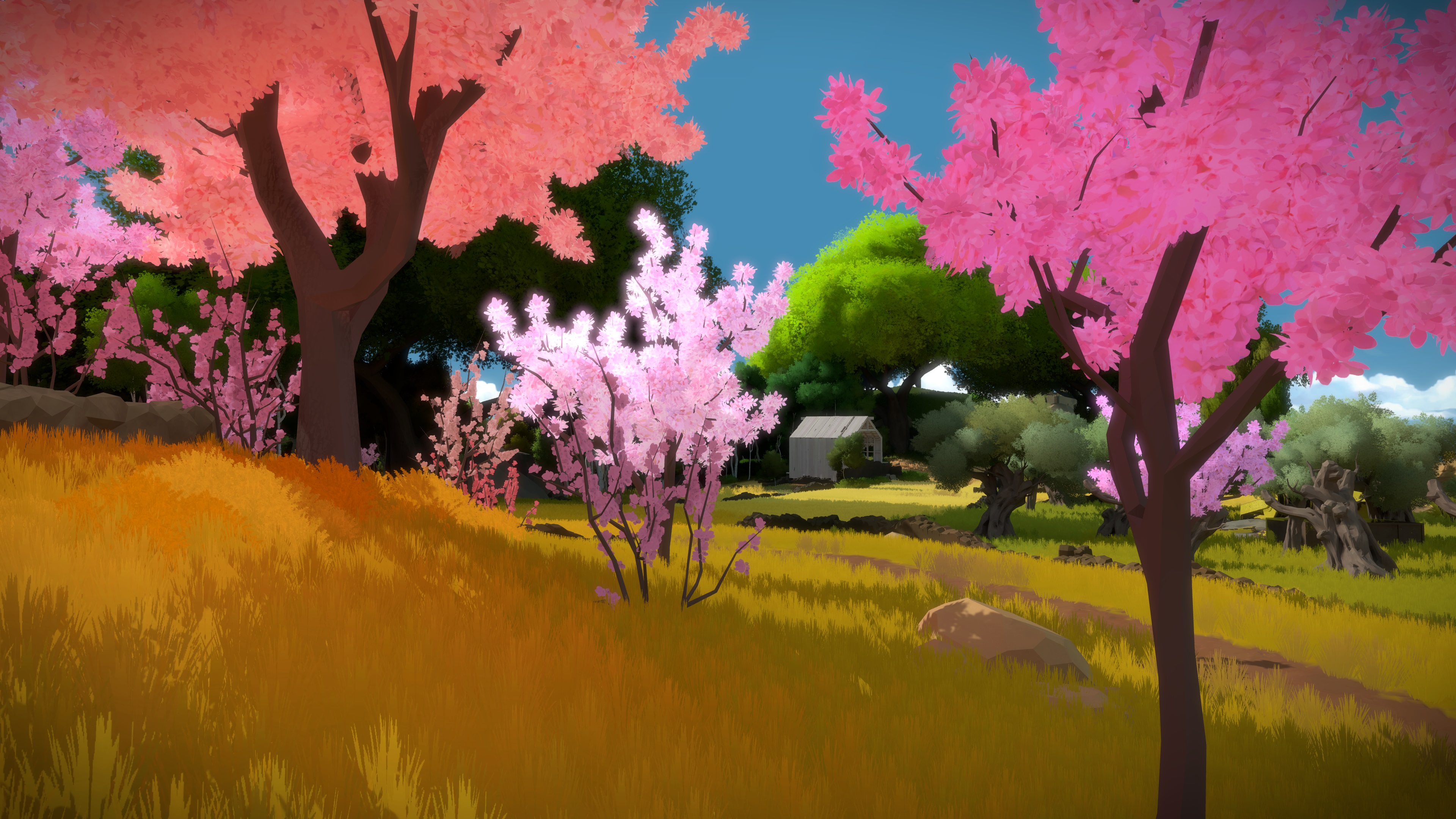 The Witness #11